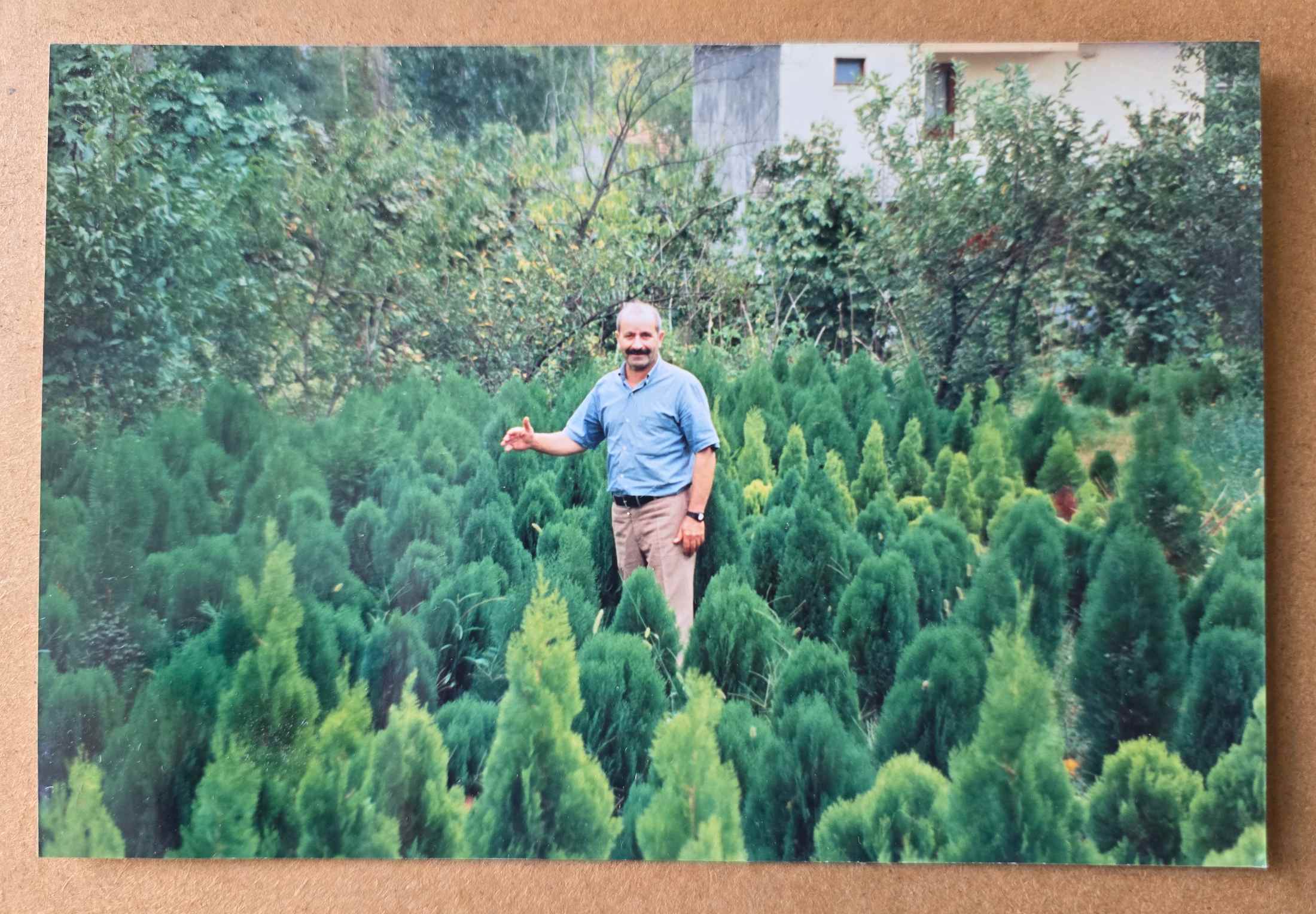 Çam Fidancılık tarihçe fotoğrafı